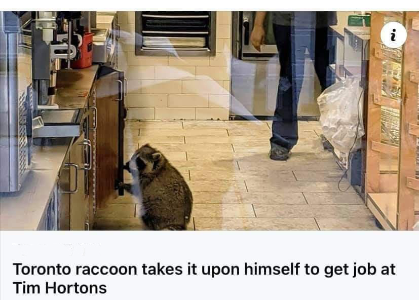 floor - 'N Toronto raccoon takes it upon himself to get job at Tim Hortons