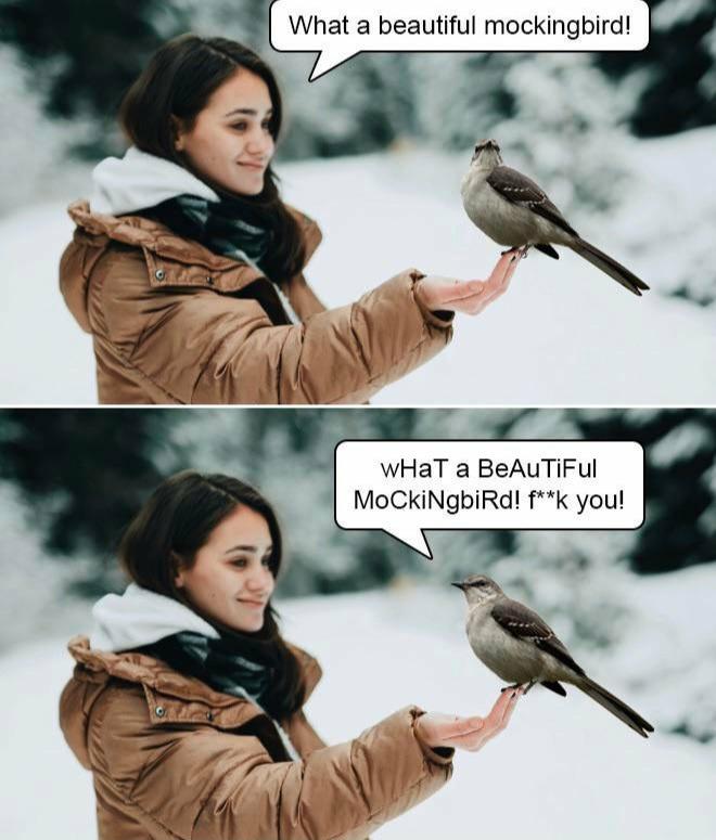 beautiful mockingbird - What a beautiful mockingbird! wHaT a BeAutiful MoCkiNgbird! fk you!