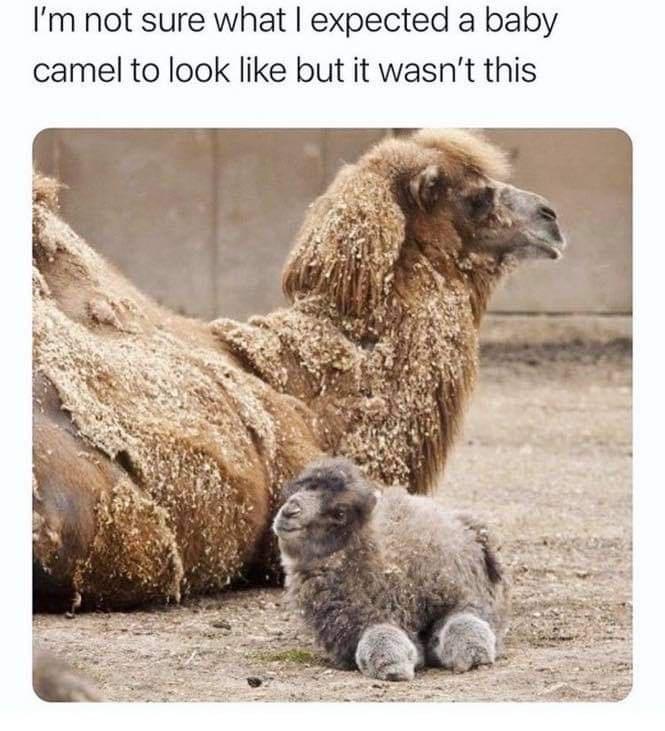 baby camels newborn - I'm not sure what I expected a baby camel to look but it wasn't this
