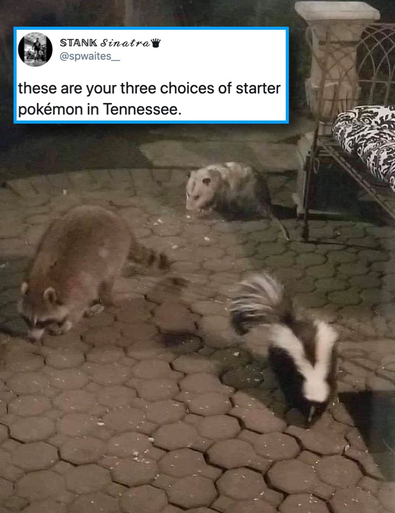 raccoon opossum skunk - Stank Sinatra these are your three choices of starter pokmon in Tennessee.