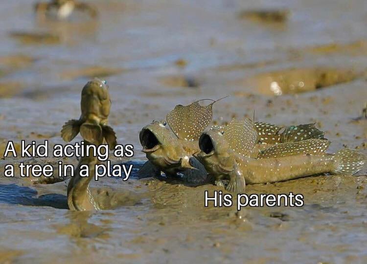 mudskipper meme surprised - A kid acting as a tree in a play His parents