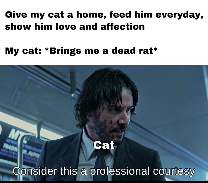 john wick meme templates - Give my cat a home, feed him everyday, show him love and affection My cat Brings me a dead rat Mig Tradim 2N Cat Consider this a professional courtesy