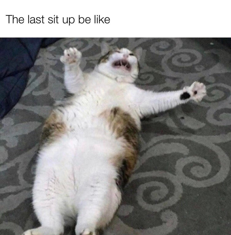funny cat pics 2020 - The last sit up be 0 19