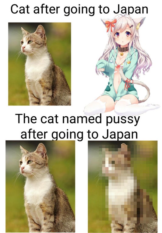 fauna - Cat after going to Japan The cat named pussy after going to Japan
