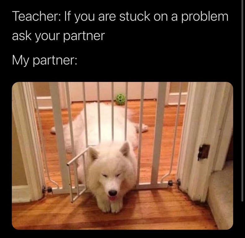 funny dank memes - funny dog escape memes - Teacher If you are stuck on a problem ask your partner My partner