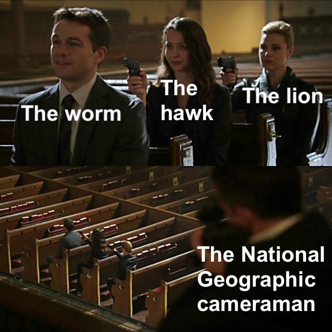 cancel culture meme - The hawk The lion The worm The National Geographic cameraman