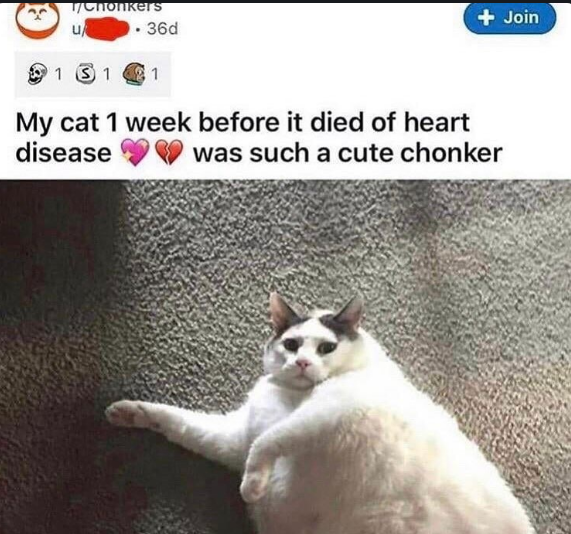 r chonkers heart disease - Chonikers u . 360 Join 1 31 1 My cat 1 week before it died of heart disease was such a cute chonker