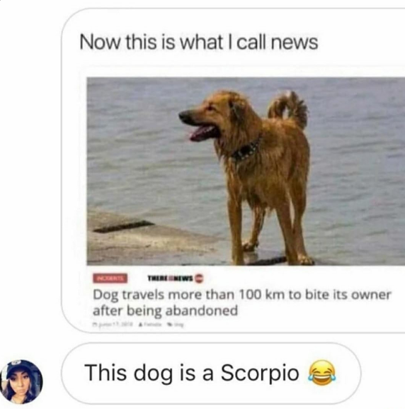 dog travels to bite owner - Now this is what I call news Dog travels more than 100 km to bite its owner after being abandoned This dog is a Scorpio