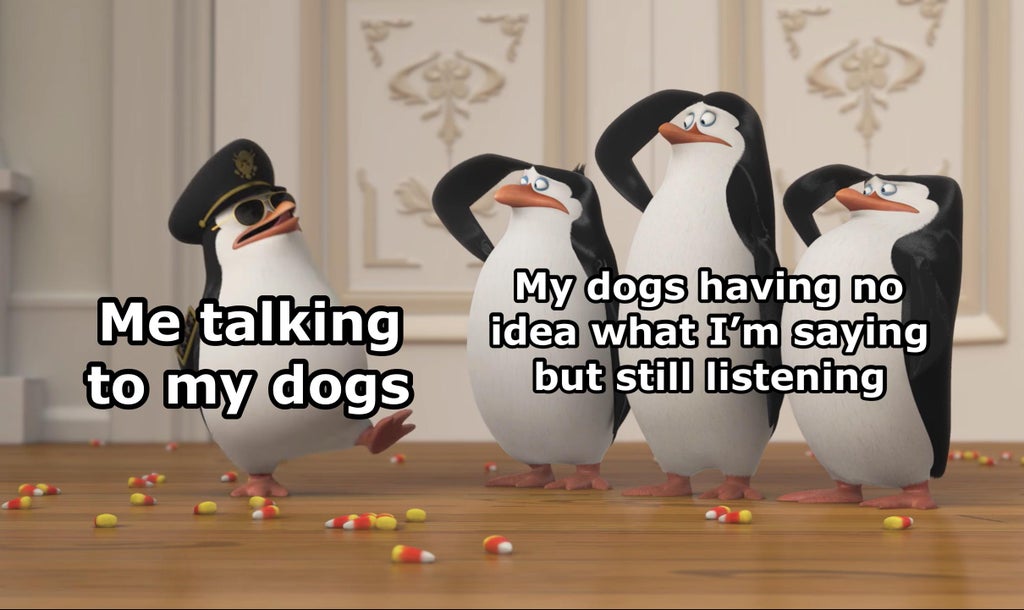 penguin of madagascar meme - Me talking to my dogs My dogs having no idea what I'm saying but still listening