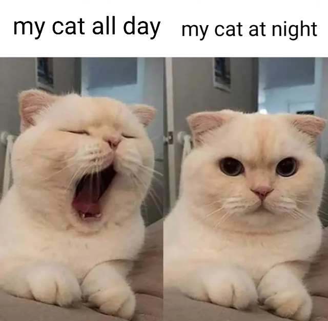 my cat all day my cat at night
