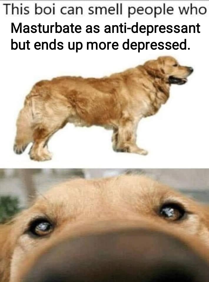 good dog meme - This boi can smell people who Masturbate as antidepressant but ends up more depressed.