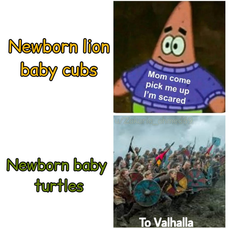 Internet meme - Go Newborn lion baby cubs Mom come pick me up I'm scared uZakaria_ahmed69 Newborn baby turtles To Valhalla