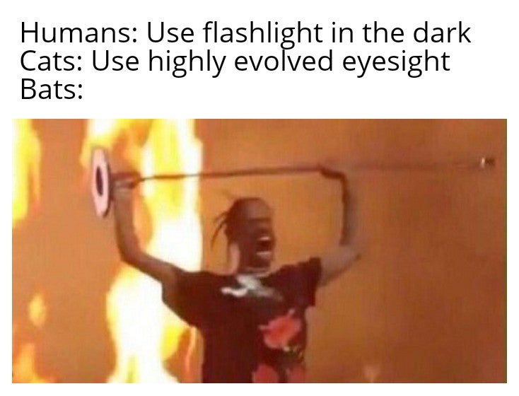 funny memes and dank memes - meme travis scott - Humans Use flashlight in the dark Cats Use highly evolved eyesight Bats