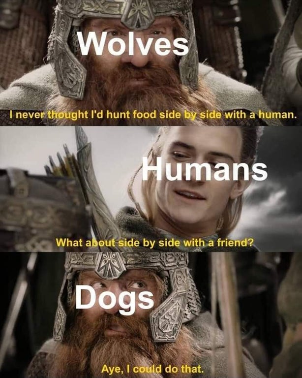 funny memes - Wolves I never thought I'd hunt food side by side with a human. Humans What about side by side with a friend? Dogs Aye, I could do that.