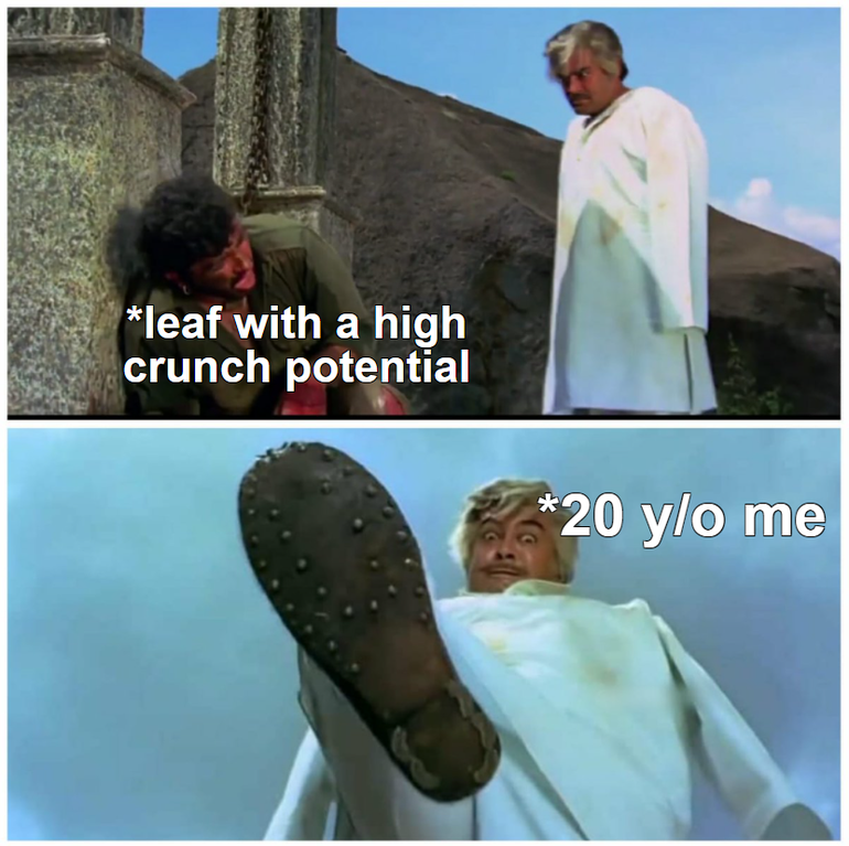 latest meme templates - leaf with a high crunch potential 20 ylo me
