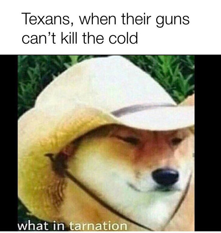tarnation meme dog - Texans, when their guns can't kill the cold what in tarnation