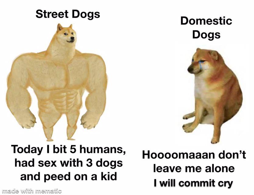 muscle dog memes - Street Dogs Domestic Dogs Today I bit 5 humans, had sex with 3 dogs and peed on a kid Hoooomaaan don't leave me alone I will commit cry made with mematic