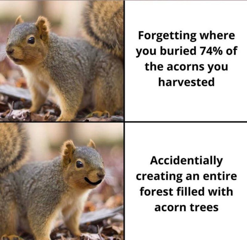 fauna - Forgetting where you buried 74% of the acorns you harvested Accidentially creating an entire forest filled with acorn trees