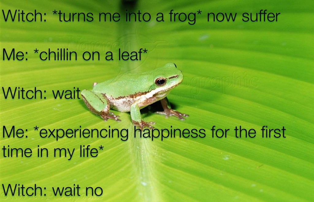 funny memes - Witch turns me into a frog now suffer Me chillin on a leaf Witch wait Me experiencing happiness for the first time in my life Witch wait no
