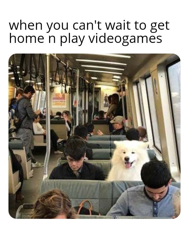 Samoyed - when you can't wait to get home'n play videogames