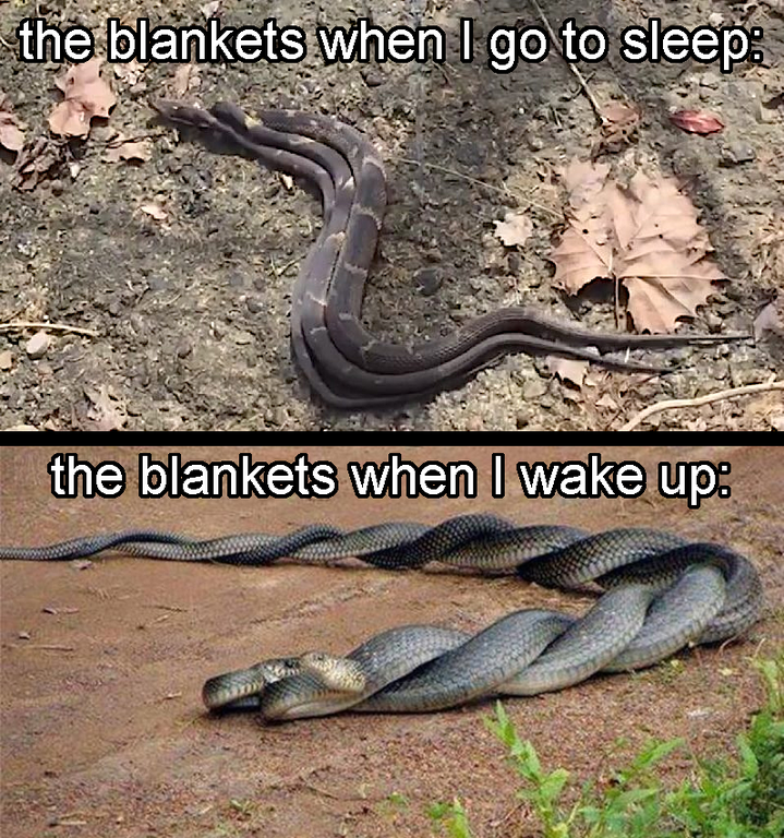 funny memes - snakes copulating - the blankets when I go to sleep the blankets when I wake up