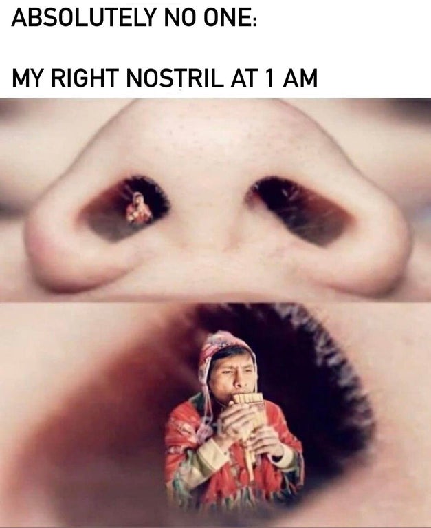 funny memes - Absolutely No One My Right Nostril At 1 Am