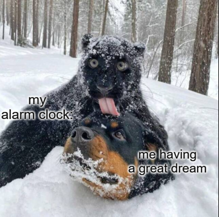 Dog - my alarm clock me having a great dream