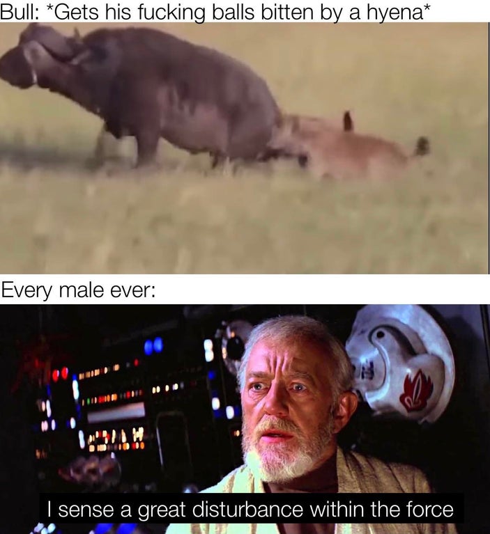 great disturbance in the force - Bull Gets his fucking balls bitten by a hyena Every male ever I sense a great disturbance within the force