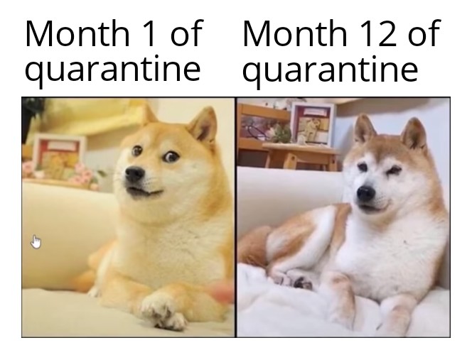 kabosu getting old - Month 1 of Month 12 of quarantine quarantine