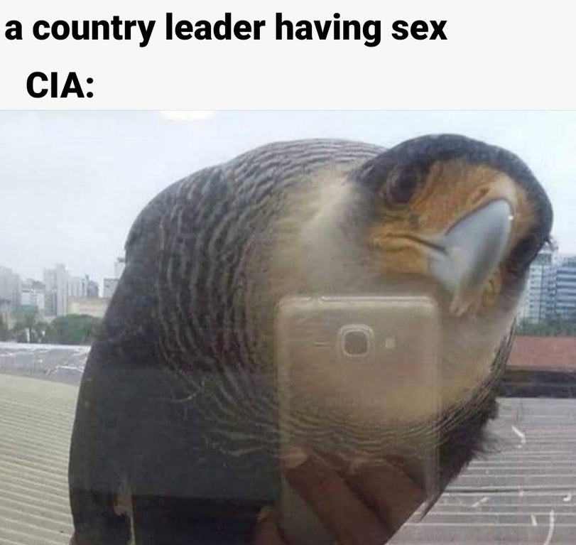 bird taking a selfie - a country leader having sex Cia