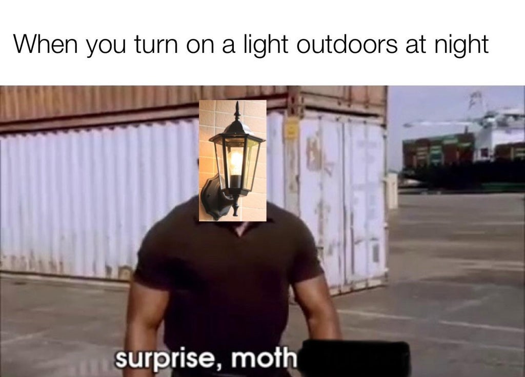 dank memes - -doakes surprise - When you turn on a light outdoors at night surprise, moth