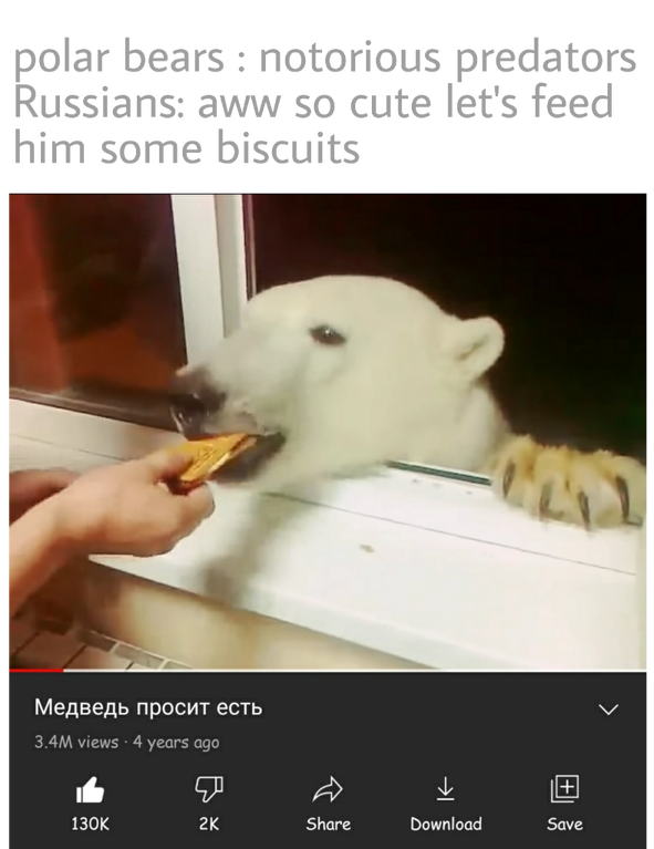 photo caption - polar bears notorious predators Russians aww so cute let's feed him some biscuits 3.4M views 4 years ago 2K Download Save