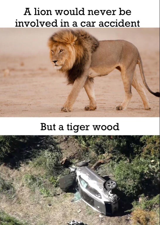 Tiger Woods - A lion would never be involved in a car accident But a tiger wood