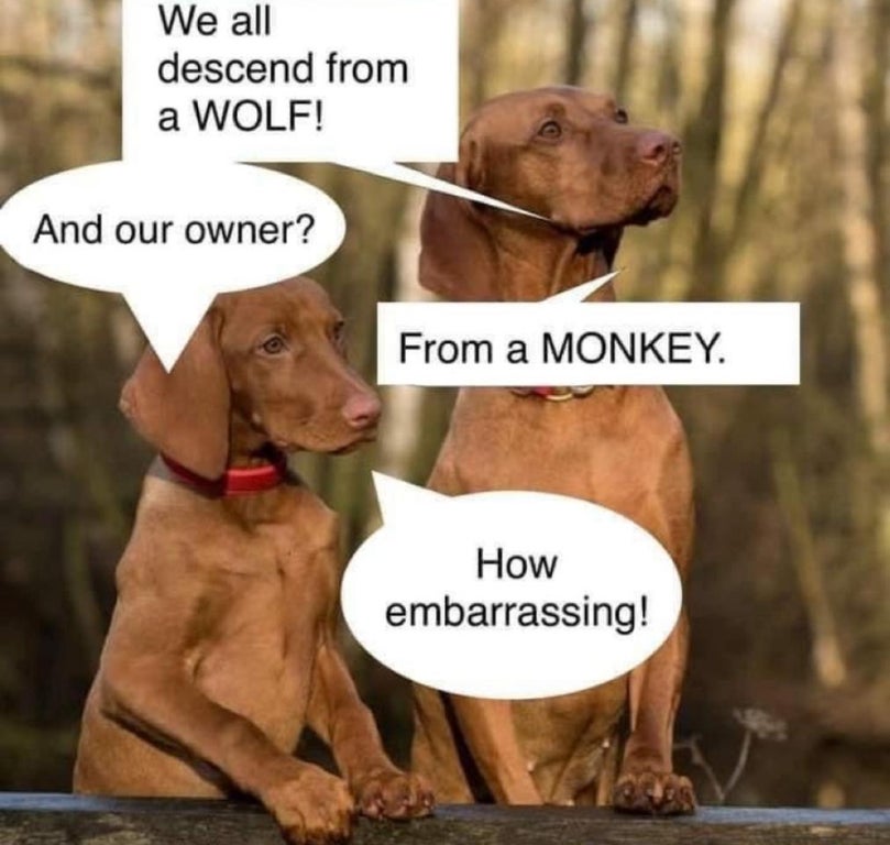 puppy vizsla - We all descend from a Wolf! And our owner? From a Monkey. How embarrassing!