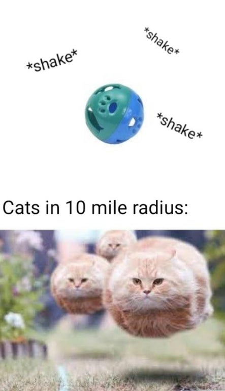 hover cat - shake shake shake Cats in 10 mile radius