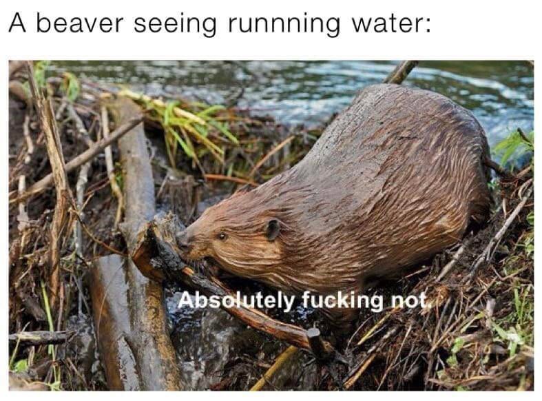 fauna - A beaver seeing runnning water Absolutely fucking not.