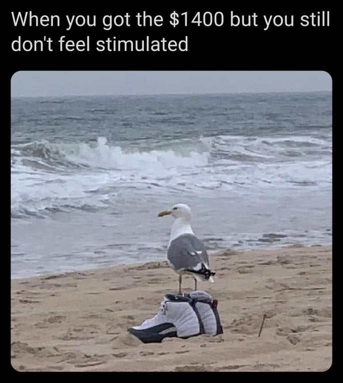 funny memes - cursed bird - When you got the $1400 but you still don't feel stimulated