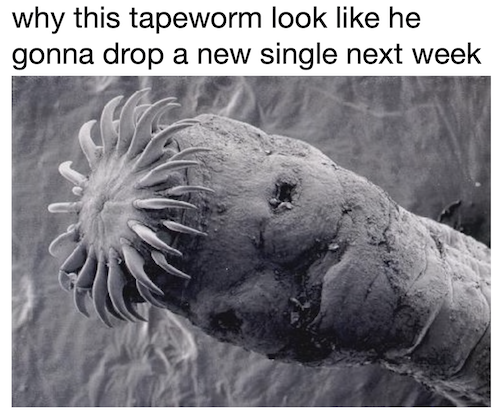 funny memes - why this tapeworm look he gonna drop a new single next week