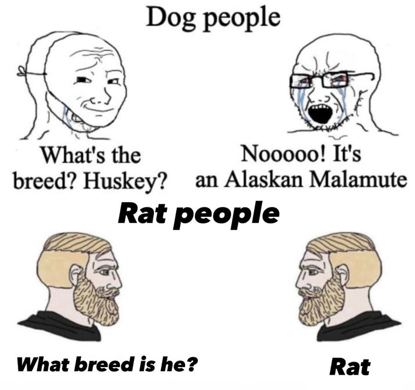 virgin vs chad roblox - Dog people What's the Nooooo! It's breed? Huskey? an Alaskan Malamute Rat people What breed is he? Rat