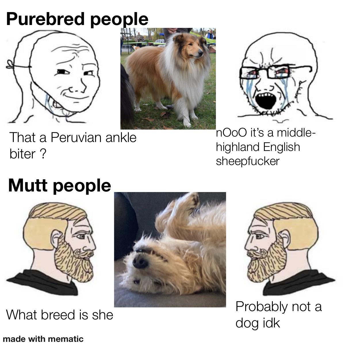 soyjak vs chad meme - Purebred people That a Peruvian ankle biter ? nOoo it's a middle highland English sheepfucker Mutt people Probably not a What breed is she dog idk made with mematic