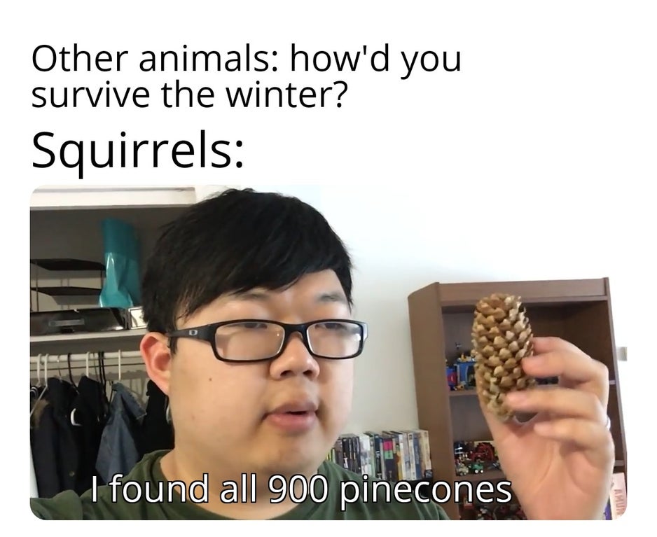 glasses - Other animals how'd you survive the winter? Squirrels C I found all 900 pinecones Amun