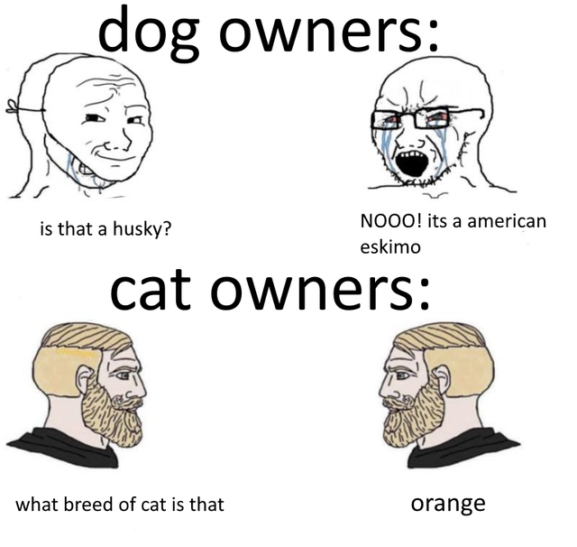 never even began - dog owners is that a husky? Nooo! its a american eskimo cat owners what breed of cat is that orange