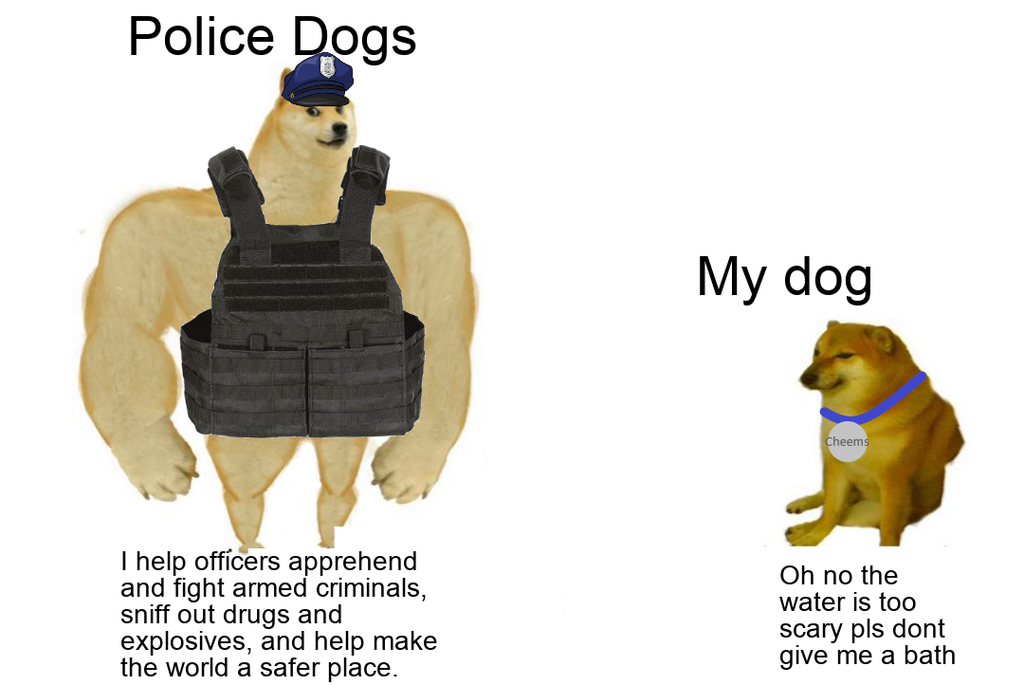 dog - Police Dogs My dog Cheems Thelp officers apprehend and fight armed criminals, sniff out drugs and explosives, and help make the world a safer place. Oh no the water is too scary pls dont give me a bath