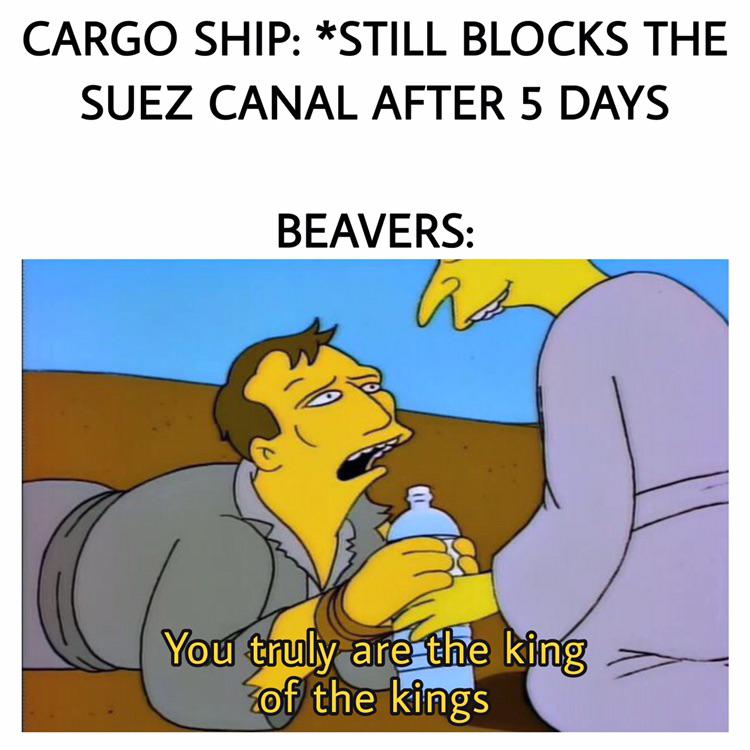bebe judah ben hur - Cargo Ship Still Blocks The Suez Canal After 5 Days Beavers ho You truly are the king of the kings