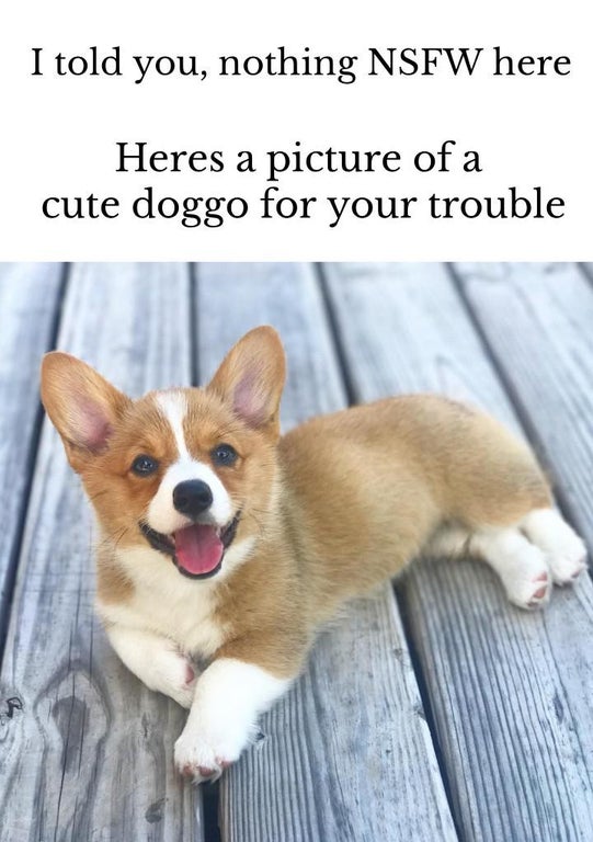 dog - I told you, nothing Nsfw here Heres a picture of a cute doggo for your trouble