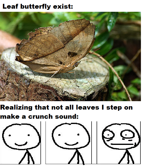 fauna - Leaf butterfly exist Realizing that not all leaves I step on make a crunch sound