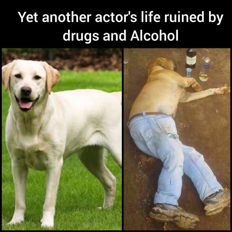 funny memes and random pics - Dog - Yet another actor's life ruined by drugs and Alcohol
