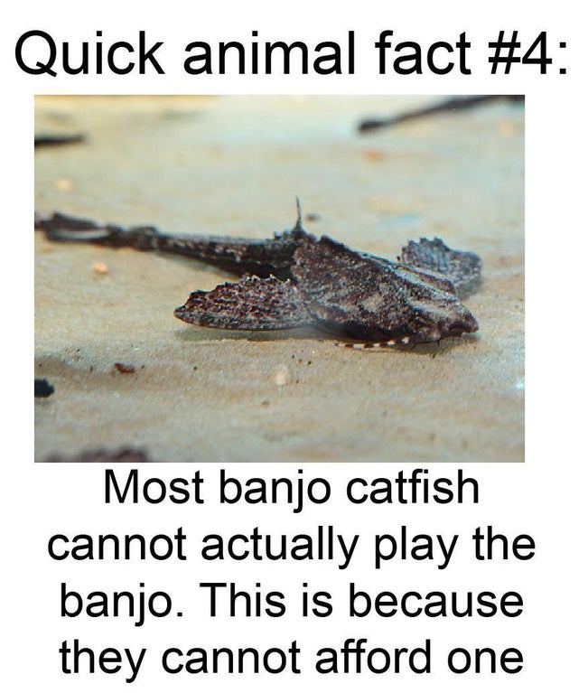 funny - Quick animal fact Most banjo catfish cannot actually play the banjo. This is because they cannot afford one