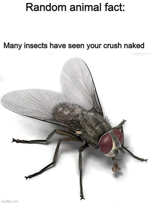 fauna - Random animal fact Many insects have seen your crush naked imgflip.com