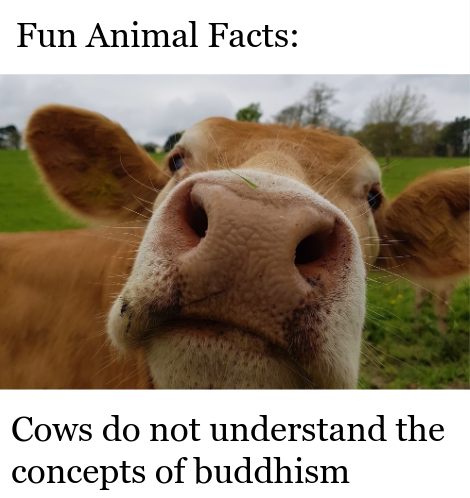fauna - Fun Animal Facts Cows do not understand the concepts of buddhism
